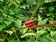 Happy Birthday Adrian GIF: Cute, funny, and silly, this Happy birthday animated gif shows 3 sloths popping in to deliver YOUR birthday message.