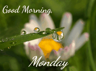 Happy Monday GIF, number 75