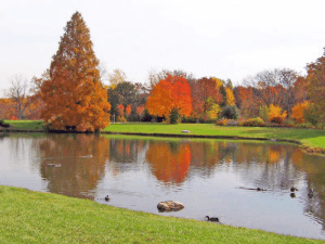 Birthday gif animated with a cute baby chick carrying a cake and a rainbow appears. Park and lake background.