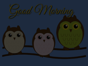 GIF: Owl Sleep Good Morning