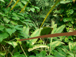 GIF: Jungle sloths say good morning
