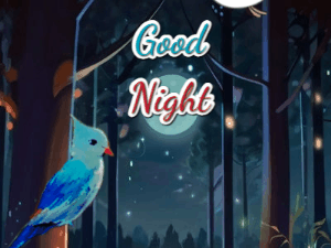 GIF: Good Night Between Birds